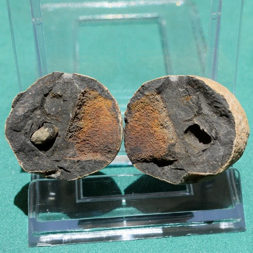 Devonian shark fossil rare - devonian, fossil: