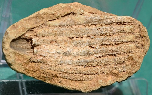 Devonian shark fin fossil