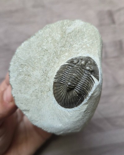 Rare quality scutellum - quality,