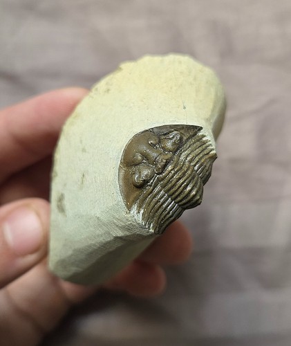 Rare quality scutellum - rare,