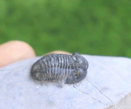 Gerastos trilobite devonian - trilobite,