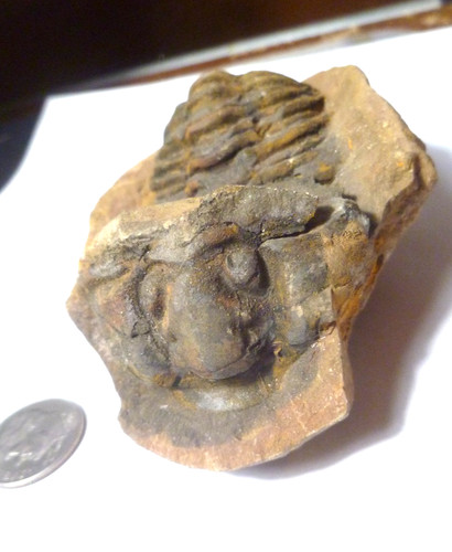 Trilobite calmoniid devonian - calmoniid,