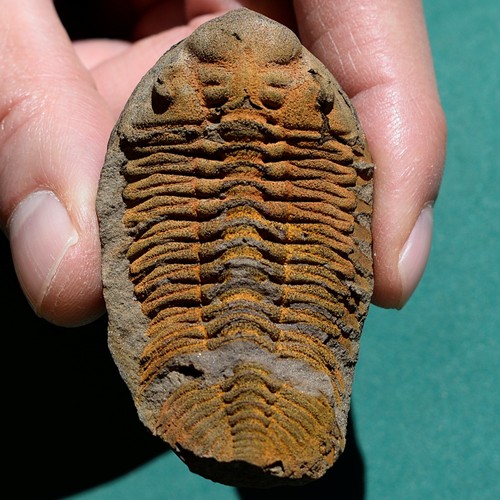 Trilobite eldredgeia - trilobite,,
