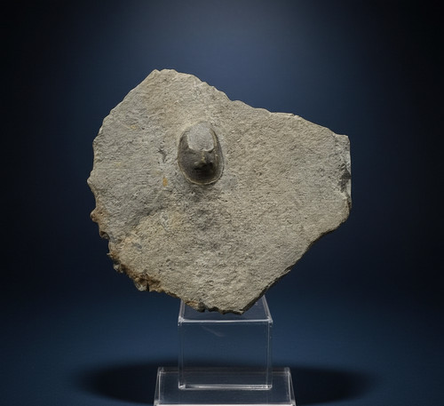 Baby harpes trilobite fossil - baby,