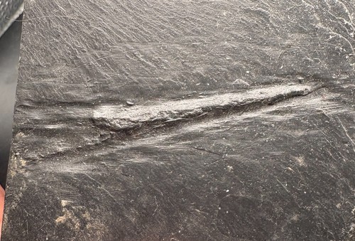 Bundenbach fossil orthoceras