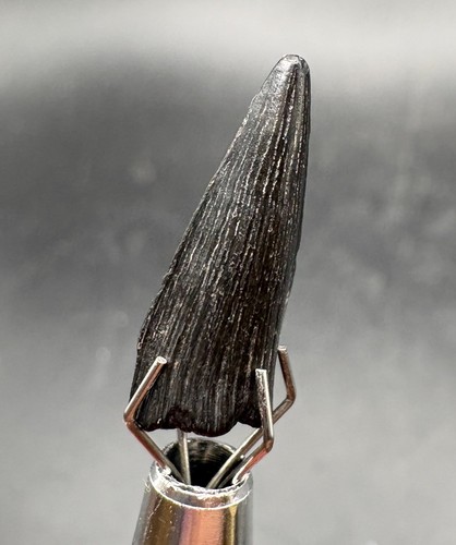 Crossopterygian fossil - 1.8, cm