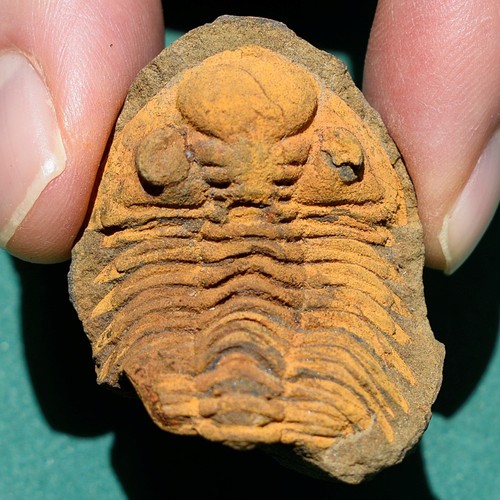 Trilobite eldredgeia - trilobite,,