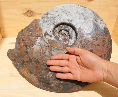 Huge 15 inch - 23, lb