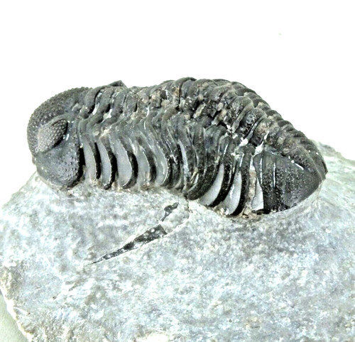 Fossil trilobite adrisiops - fossil,