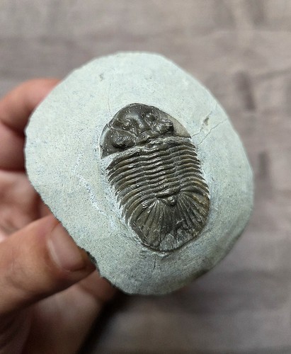 Rare quality scutellum - rare, sp