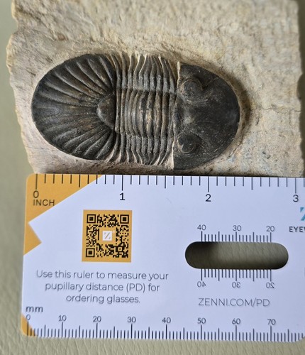 Nice scabriscutellum trilobite - nice,