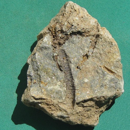 Crinoid bolivia devonian rare - crinoid,,