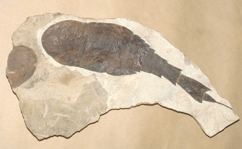Extra rare huge devonian - huge!,