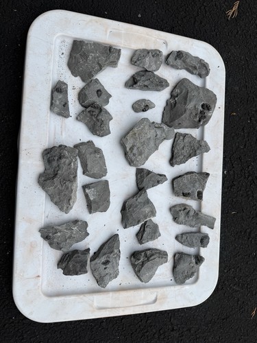 Devonian fossil lot - 25,