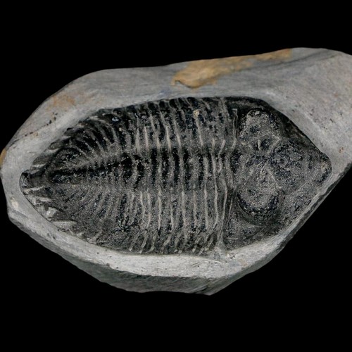 Metacanthina - 2.4",