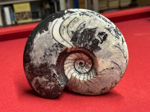 Polished goniatite ammonite - goniatite,