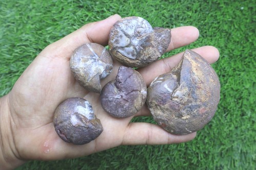Pcs maenoceras goniatite - maenoceras,