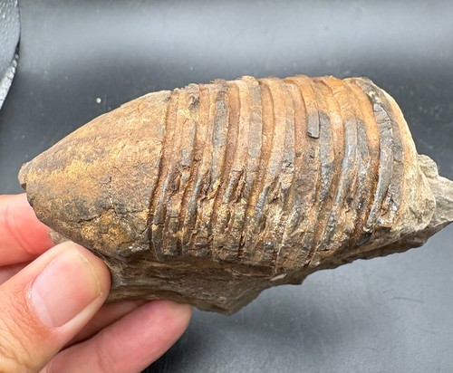 Dipleura dekayi trilobite - 8,