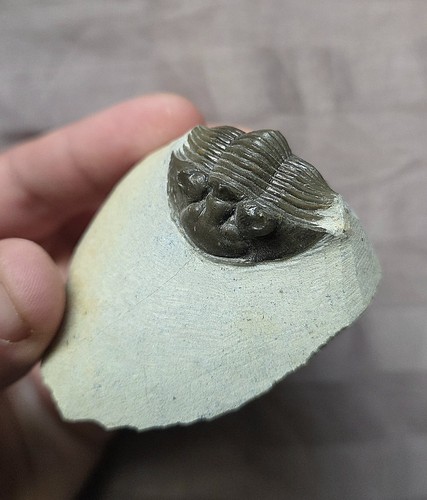 Rare quality scutellum - quality, sp