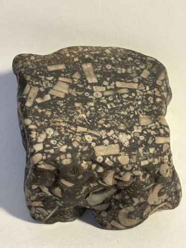Arkansas fossil rock sample - arkansas,