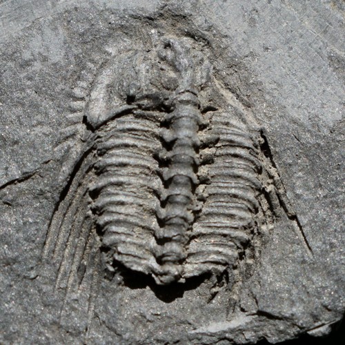 Leonaspis trilobite fossil - leonaspis, |