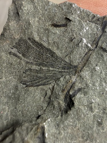 Archaeopteris fossil plant - archaeopteris,