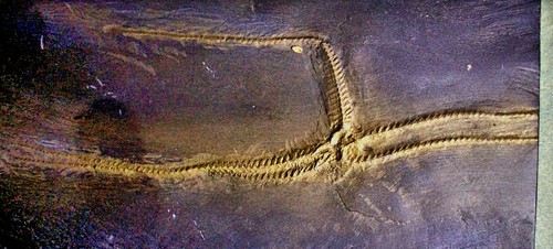 Detailed 11cm starfish