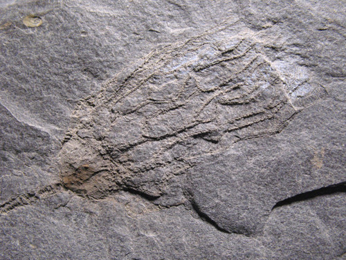 Devonian fossil crinoid - fossil,