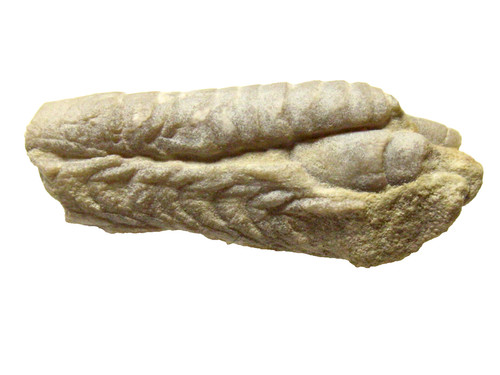 Devonian machaeridian armored - machaeridian,