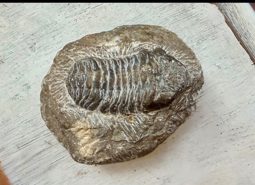 Beautiful phacops trilobite - beautiful,