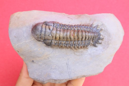 Devonian crotalocephalina - devonian,