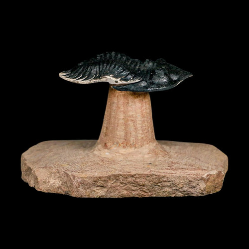 Flying metacanthina - flying,
