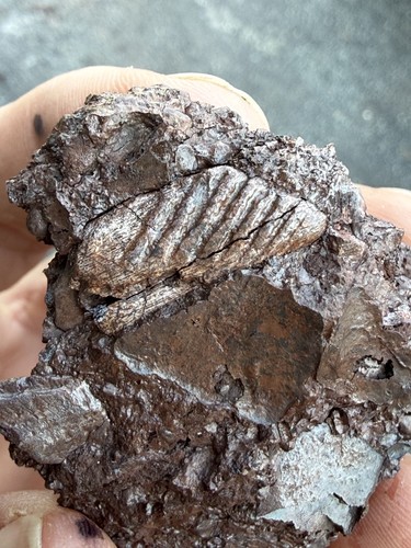 Devonian fish dermal bone - bone, w/