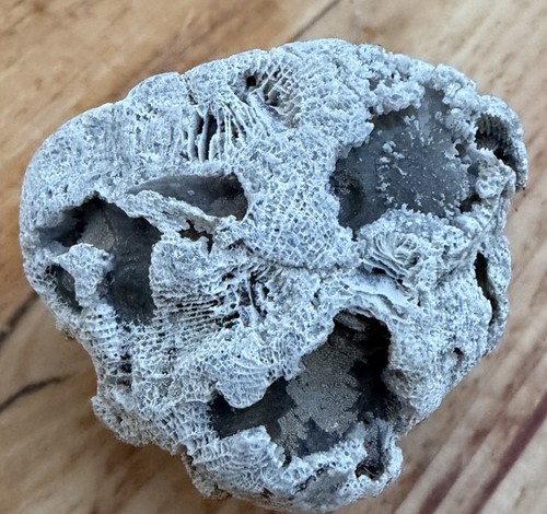 Raw petoskey stone natural - raw,