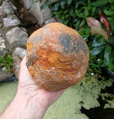 Fossil crinoid float - fossil,