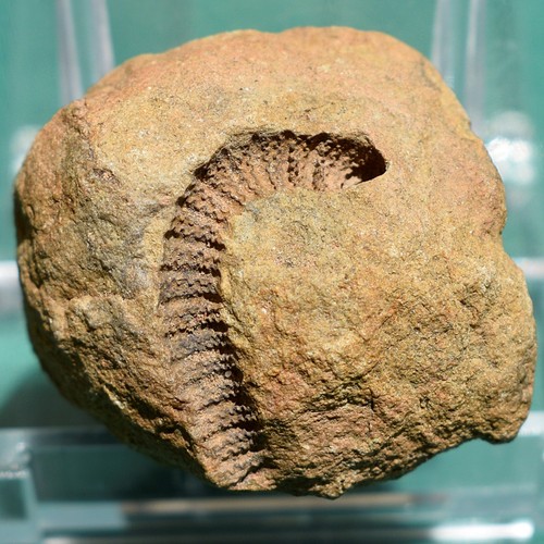 Extremely rare crinoid