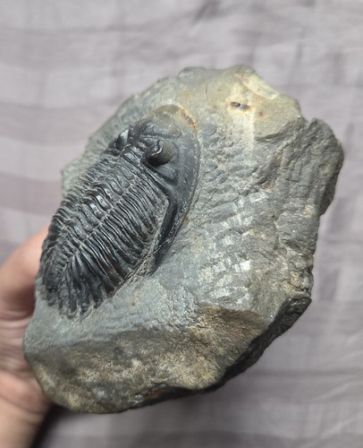 Great hollardops trilobite - great,