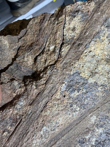 Large archaeopteris fossil - archaeopteris,