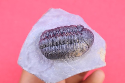 Phacops devonian trilobite - phacops,