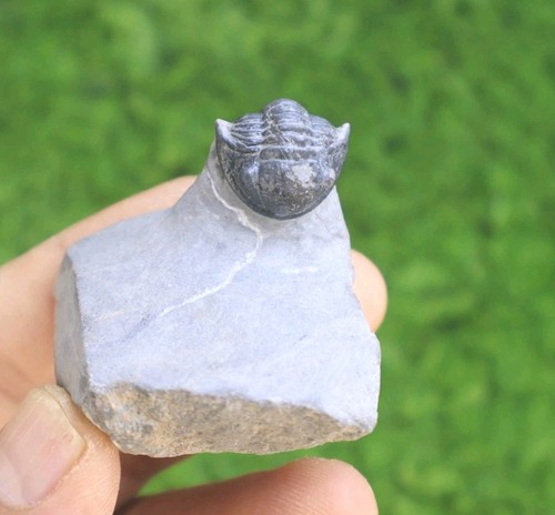 Gerastos trilobite fossil - gerastos,