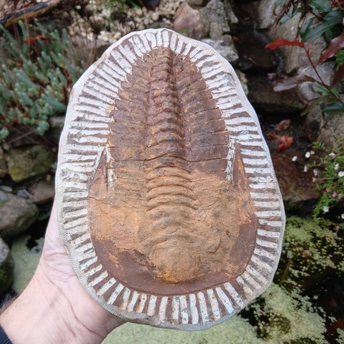 Cambropallas trilobite fossil - cambropallas,