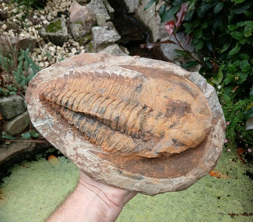 Cambropallas trilobite fossil - trilobite,