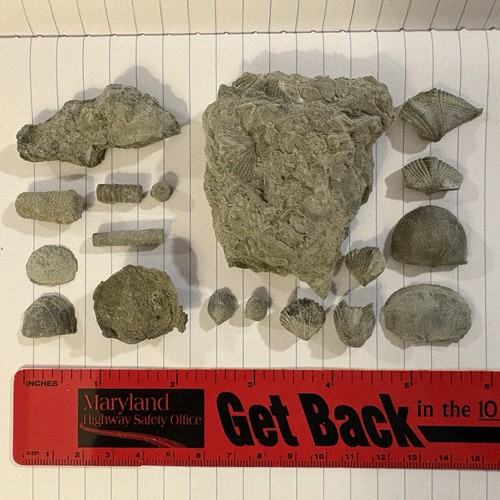 Devonian fossil lot - lot, 18pc
