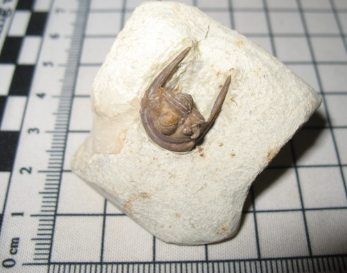 Devonian trilobite fossil