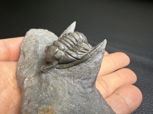 Diademaproetus antatlasius
