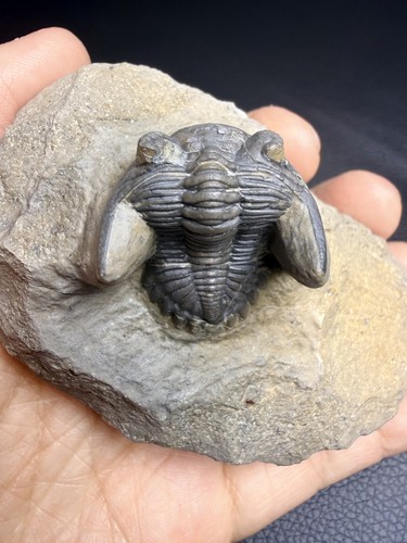 Authentic devonian hollardops - devonian,
