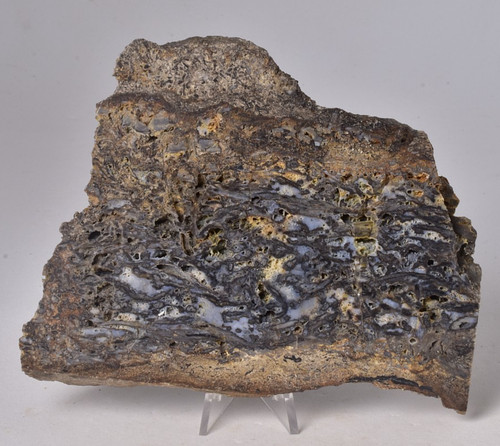 Rhynie chert early devonian - rhynie,