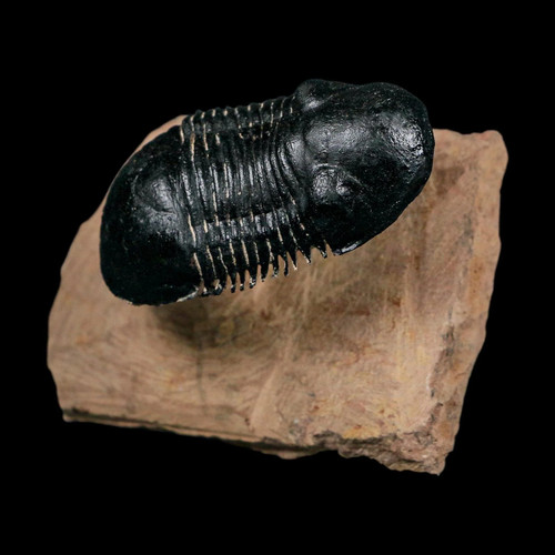 Flying paralejurus - 2.5",