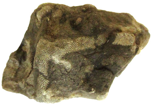 Cladapora coral fossil - cladapora,
