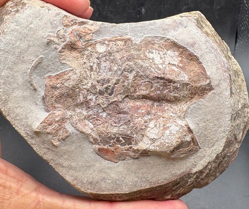 Pterichthyodes fossil - 6.5,
